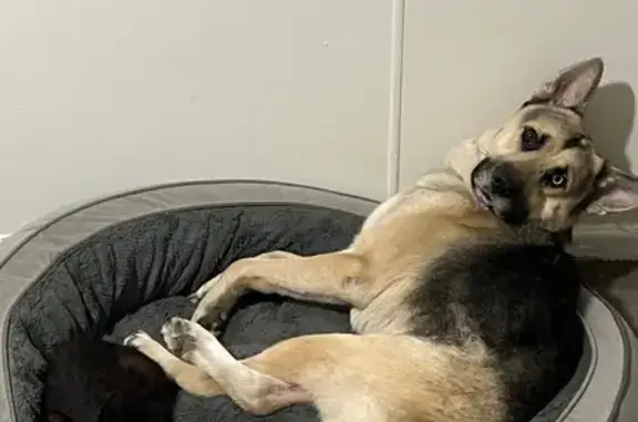 Missing dog Chicago, photo: Lost Dog, Male, South Komensky Avenue, 2723, Chicago - One Blue Eye One Brown