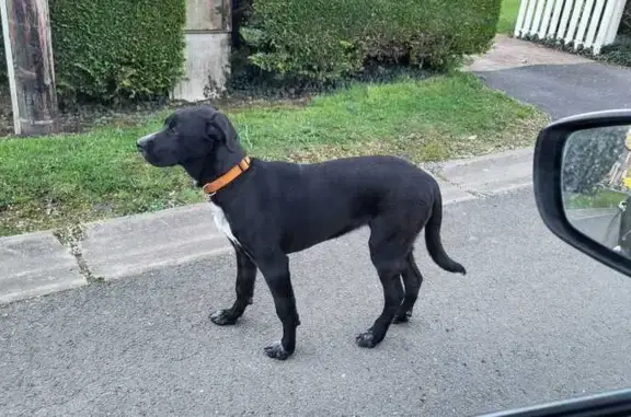 Trouvé chien, Rue de la Buire, Hagnicourt, Attigny - collier orange, poils courts - photo