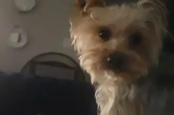 Lost Cat, Warner Road, 4880, Westerville - Extremely Friendly Male - photo