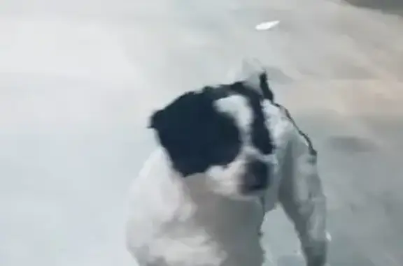 Lost Dog, Male, North Newton Avenue, 1829, Minneapolis - White and black - photo