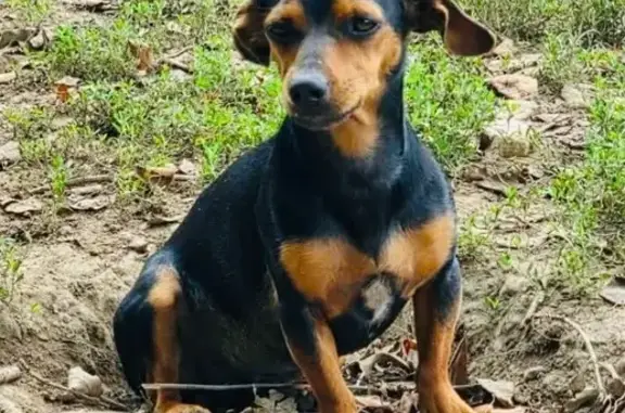 Lost Dog, Male, Perryville Road, 3879, Danville - Tiny black and brown shorthair - photo