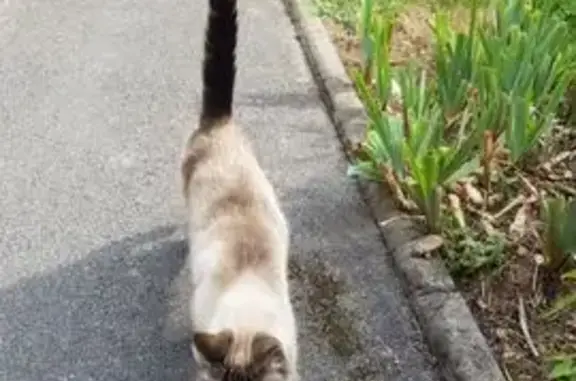 Animaux perdus Vendegies-sur-Écaillon, photo: Perdu Chat Homme, Place du Monument, 65, Vendegies-sur-Écaillon - siamois beige et crème