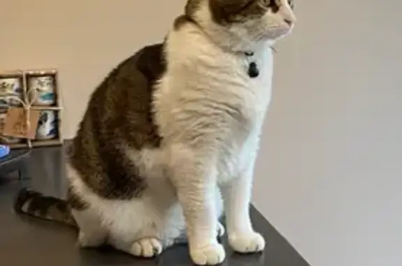 Animaux perdus Tilques, photo: Perdu chat mâle, Rue de la Clef des Champs, 31, Salperwick, Tilques - collier avec boule aimantée