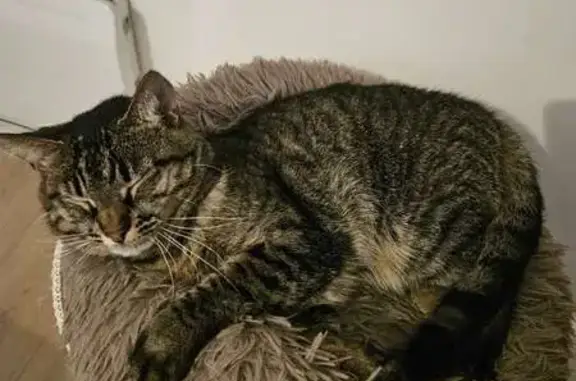 Perdu chatte, Rue Edouard Robert, 4, Arpajon - très craintive - photo