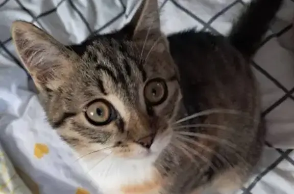 Зникла триколірна кішка у Сонячному