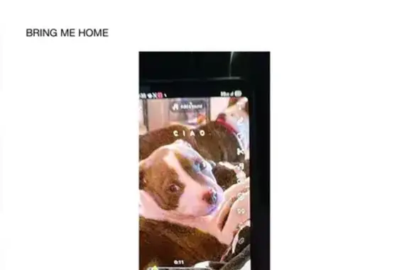 Lost Собака, Female, North Prairie Avenue, 2016, Dallas - escaped by digging a hole - photo