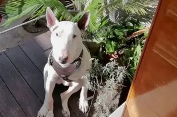 Perro perdido: Blanco con manchas café, CDMX