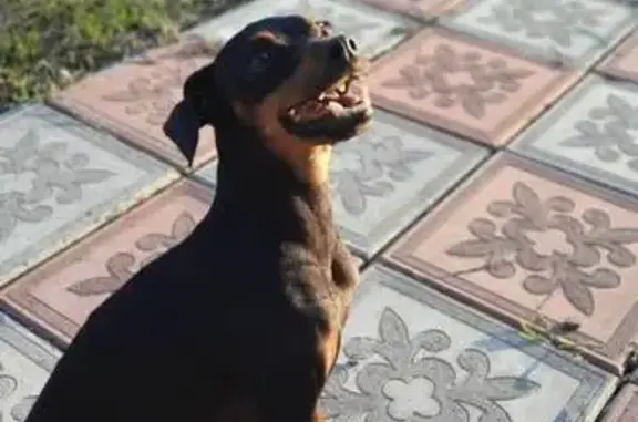 Зник Оскар: Допоможіть знайти...