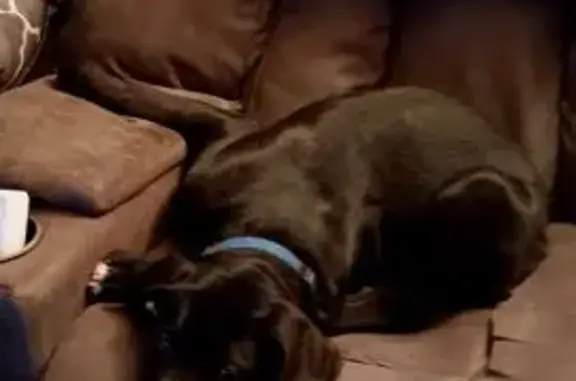 Lost Dog, Male, Brixey, Missouri - Black Cane Corso X, Family-Friendly - photo