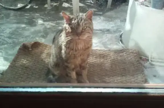 Chat trouvé Villeurbanne, photo: Chat trouvé, Villeurbanne (ff586767)