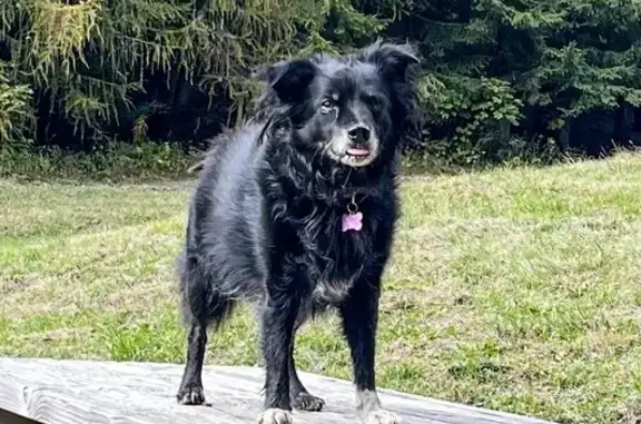 Chien perdu Salins-les-Thermes, photo : Chien disparu Fille, Salins-les-Thermes (fl586768)