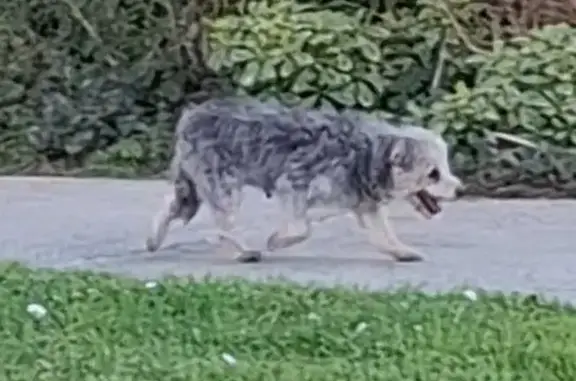 Animaux trouvés Saint-Jean-de-Monts, photo: Trouvé chien, Rue de la Plage, 18, Saint-Jean-de-Monts - petit chien gris/blanc avec collier