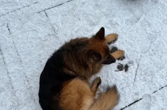 Особливі прикмети: був без ошейника, є червона удавка на шиї, яку не видно. Атлетичної статури, окрас чепрачний, довга шерсть, пухнастий, довгий хвіст дістає до землі, має одне яйце (це для ветеринарів). Чіпований!!! Не агресивний, дуже вихований, дуже привʼязаний до дому та сімʼї. Вийшов з двора в ночі і не повернувся. Він дуже відповідальний пес, іноді він може вийти з двору але до ранку завжди повертається, цього разу не повернувся. Пошуки на місцевості та в пошукових групах ніякого результату не дали. Ми живемо поряд з лісом де стоїть багато військових, є підстави думати що він попав до військових і його увезли або хтось утримує його в себе во дворі. В інших випадках він би повернувся з ранку. ШУКАЮ ПО ВСІЙ УКРАЇНІ!!!