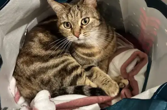 Perdu chatte, Rue Jean Lecuit, 11, Angers - tigré brune avec nuances dorées - photo