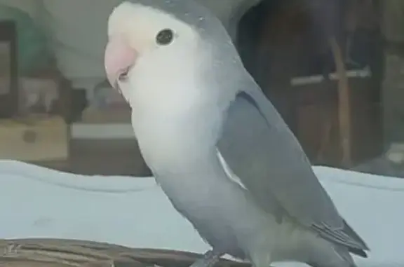 Búsqueda de mascotas, foto: Ave Perdida en Galapagar: Cariñosa y Dócil