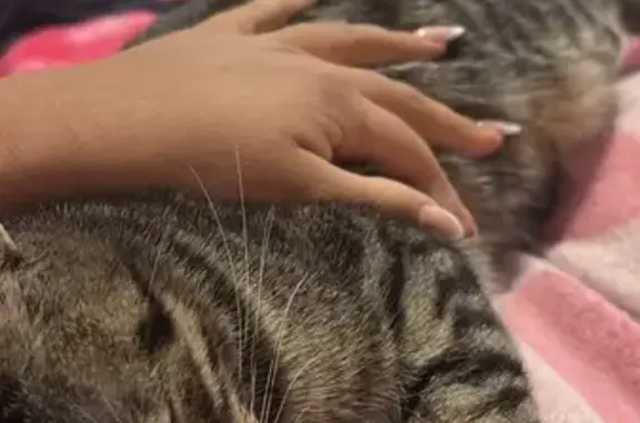 Se busca: Gata Luna perdida en Los Cuarteros