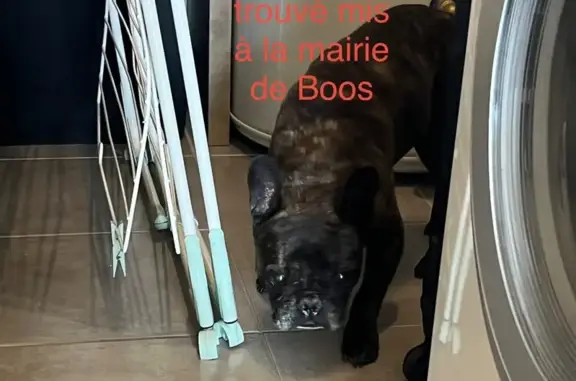 Animaux trouvés Boos, photo: Trouvé chien mâle, Rue des Buissons, 208, Boos - bouledogue bringé très maigre
