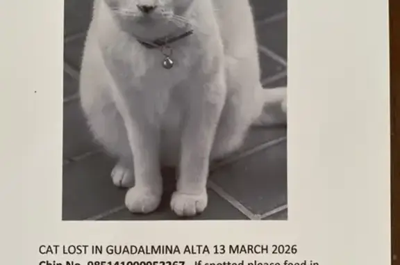 Gata Blanca Sorda Perdida en S...