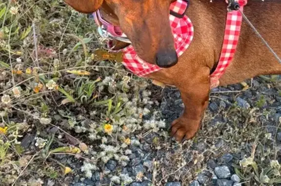 ¡Perro Teckel Canela Perdido en Toledo! - photo