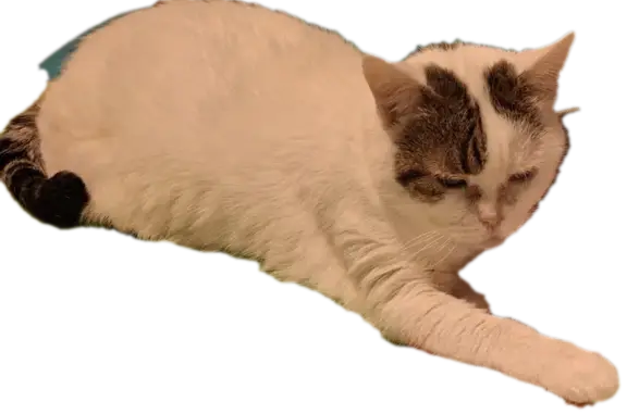 Animaux perdus Strasbourg, photo: Perdu Chat Femelle, Quai des Belges, 25, Strasbourg