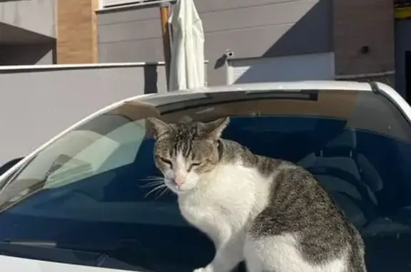 ¿Has visto a Misi? Gato perdido en Murcia