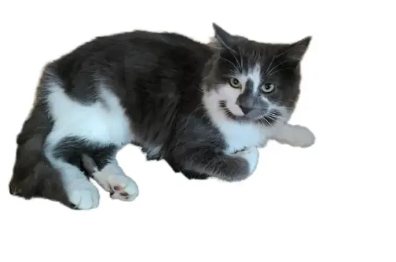 Perdu chat mâle, Rue Guy Velay, 31, Athis-de-l'Orne - poil long et très amical - photo