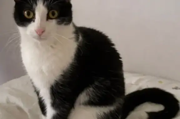 Perdu Chatte, Rue Paul Verlaine, Aix-les-Bains - NAUSICAA, noire et blanche - photo