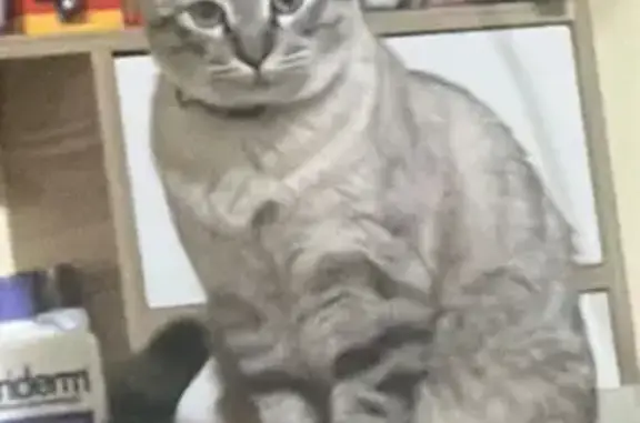 ¡Ayuda! Gata Carita perdida en...