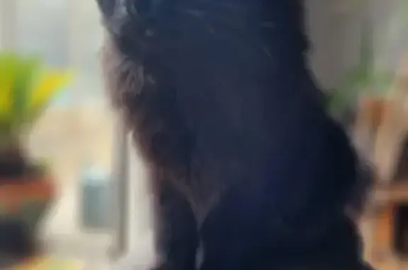 Chat perdu, Pessac, photo: Perdu chat femelle, Rue Pierre Rambaud, 8, Pessac - poils longs noir et chocolat