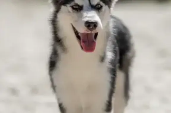 Perdu chien mâle, Route du Canal, Montpouillan - pelage husky noir/blanc - photo