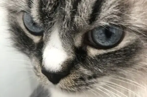 Зникла кішка на вул. Миколайчука, Львів