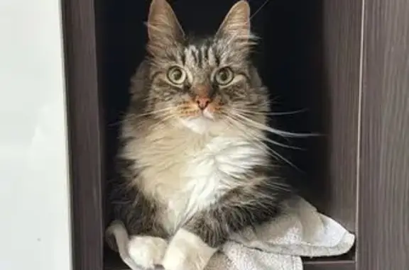 Lost Cat: Fluffy Tabby Luna in NW5