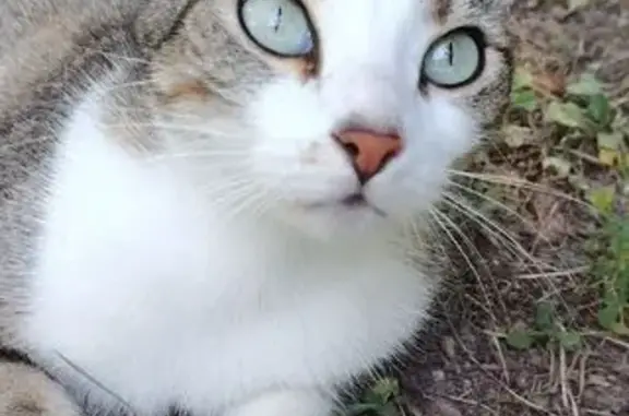 Chat perdu, Saint-Geniès-de-Malgoirès, photo: Perdu chat femelle, Mauressargues, Saint-Geniès-de-Malgoirès - craintive avec les étrangers