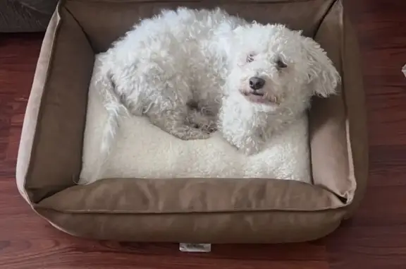 Lost Dog, North 23rd Avenue, 6245, Phoenix - White Unaltered Maltipoo - photo