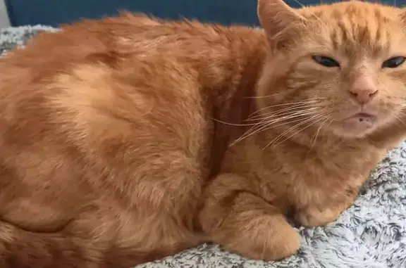 Chat perdu, Oursbelille, photo: Perdu chat homme, Rue François Darrieux, 20, Bordères-sur-l'Échez - très craintif