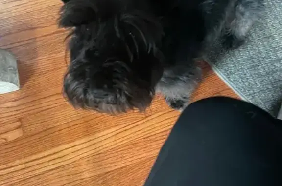 Lost Dog, Male, South Grand Boulevard, St. Louis - Black Scottish Terrier - photo