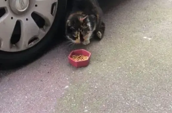 Chat trouvé Roubaix, photo: Trouvé chat femelle, Rue de Remiremont, 3 bis, Roubaix - écaille de tortue avec collier trop grand