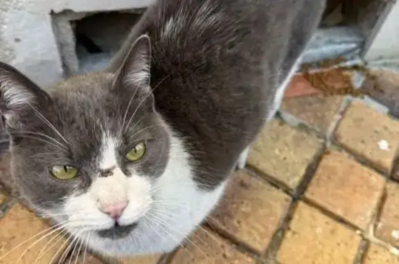 Chat trouvé Bordeaux, photo: Trouvé chat, Rue Crozilhac, Bordeaux - gris et blanc, très gentil