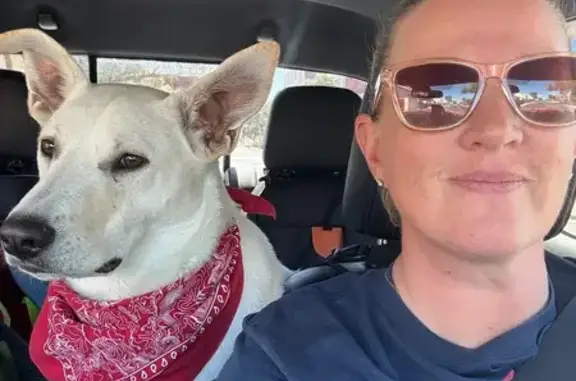 Lost Собака, West Camino Perritos, 2991, Tucson - big ears, collar with desert landscape - photo