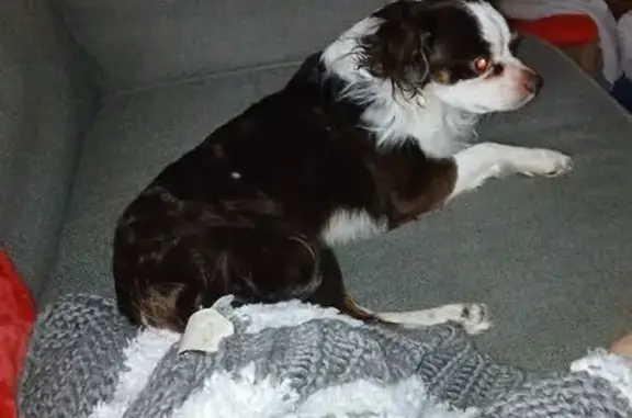 Found dog Burton, photo: Found Male Dog, South Vassar Road, Burton - White and brown with black spots