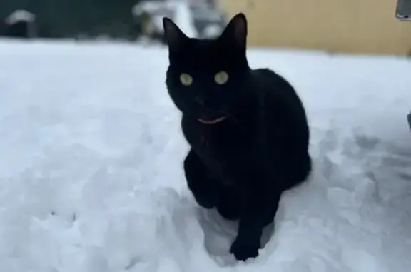 Perdu Chat Femme, Vendrest, Crouy-sur-Ourcq - noir et fine de corpulence - photo