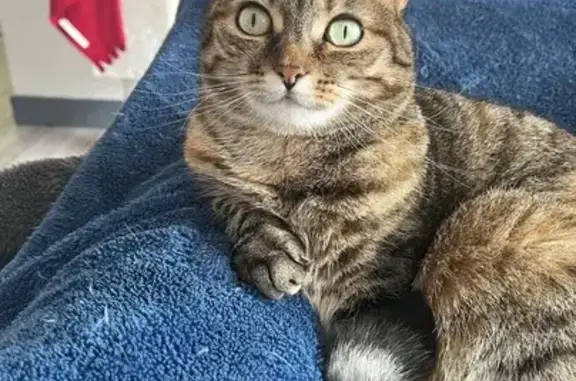 Animaux perdus Brest, photo: Perdu chat femelle, Rue de Loscoat, Brest - robe tigrée plutôt peureuse
