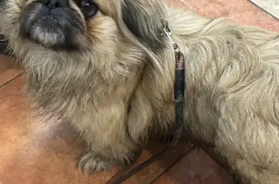 Знайдена Пекінес: дівчинка, 2...