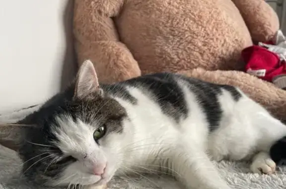Animaux perdus Rennes, photo: Perdu chat femelle, Rue des Fondeurs, 14, Digny, Rennes - yeux verts et très craintive