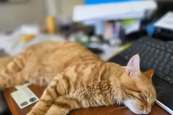 Found cat Chester, photo: Found Cat, Male, Golden Garden Circle, Chester - Super Friendly