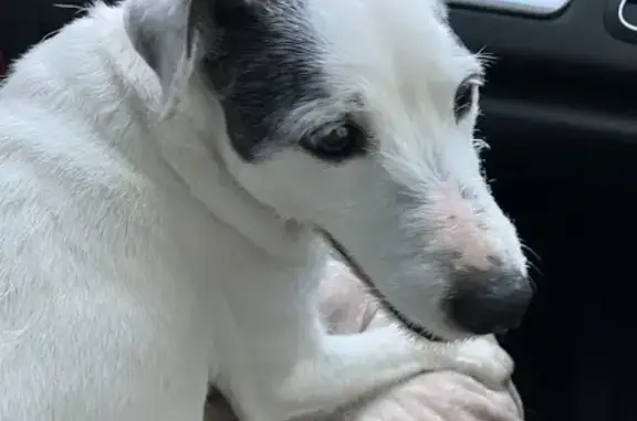 Animaux trouvés Angers, photo: Trouvé chien mâle, Les Ponts-de-Cé, Angers - petit fox terrier blanc