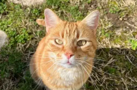 Chat perdu, Saint-Pierre-des-Corps, photo: Perdu chat mâle, Rue de la Cerisaie, Saint-Pierre-des-Corps - boite de la patte avant gauche
