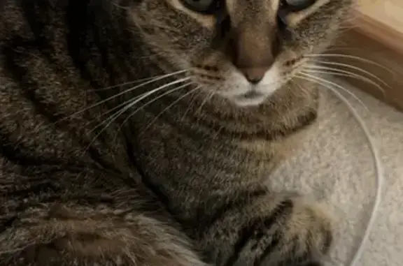 Perdu chat homme, Rue des Vanneaux, 13, Candillargues - tigré aux yeux verts - photo