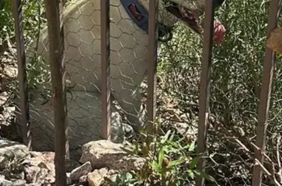 Found dog Las Vegas, photo: Found Female Dog, South Royal Ascot Drive, 124, Las Vegas - White pit bull mix