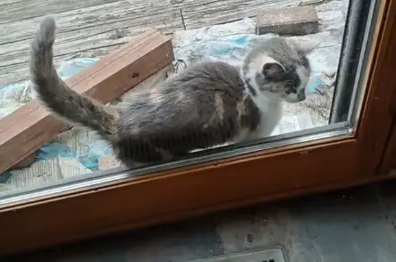 Found cat Goreville, photo: Found cat, Lake Shore Drive South, Goreville - tricolored with lavender flea collar